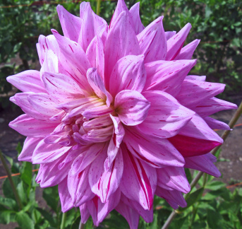 Dahlia ' 18th SURGICAL HOSPITAL '  (M.S.C.)   Kreiner  USA  2011  Visit to the USA 2012  (R.V.)   (David Brown)